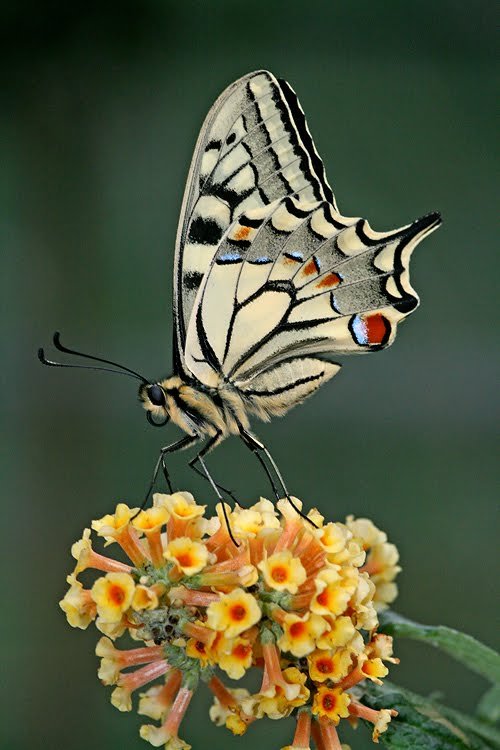 s-y-m-b-i-o-s-i-s:  Nature blog! 