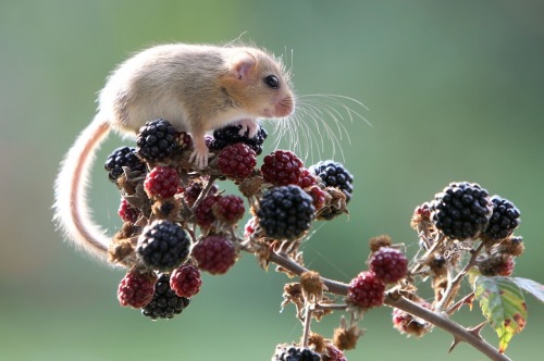 kangamommy:  nubbsgalore:  the wwf’s living planet report 2014, which discovered that we’ve lost half of all the world’s wildlife in the past fourty years, showed more specifically that the population of common dormice dropped by 43 percent between