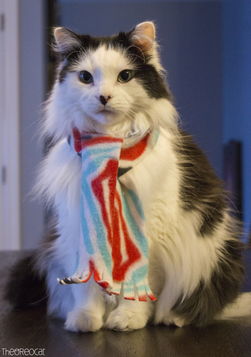 theoreocat: “Life has two rules.1 - Eat something delicious.2 - Always remember rule number 1.