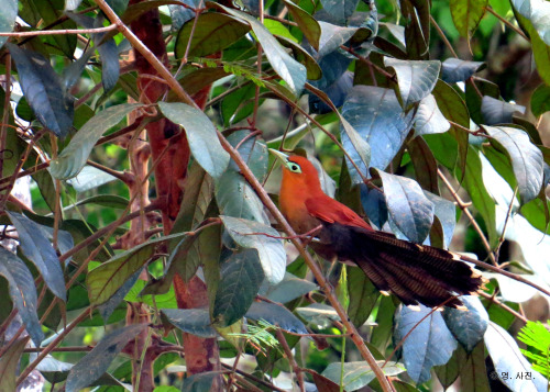 Raffles&rsquo;s Malkoha, male.Panti.