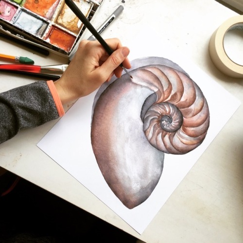 Nautilus.  Watercolor by Kate Boyington.