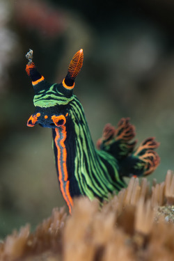 theoceaniswonderful:  Variable Neon-slug (Nembrotha kubaryana), a nudibranch, at a Japanese shipwreck off the coast of Bali, Indonesia. photo by Arne Kuilman 