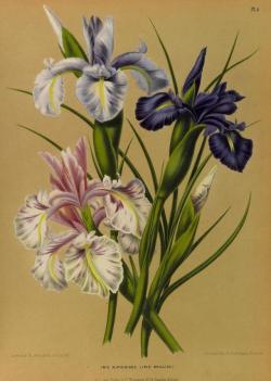 heaveninawildflower: Iris. Illustrations taken from ‘Album van Eeden’ (Haarlem’s Flora)  by  A.C. van Eeden &amp; Co.     Published 1872  by de Erven Loosjes.  Missouri Botanical Garden. archive.org 