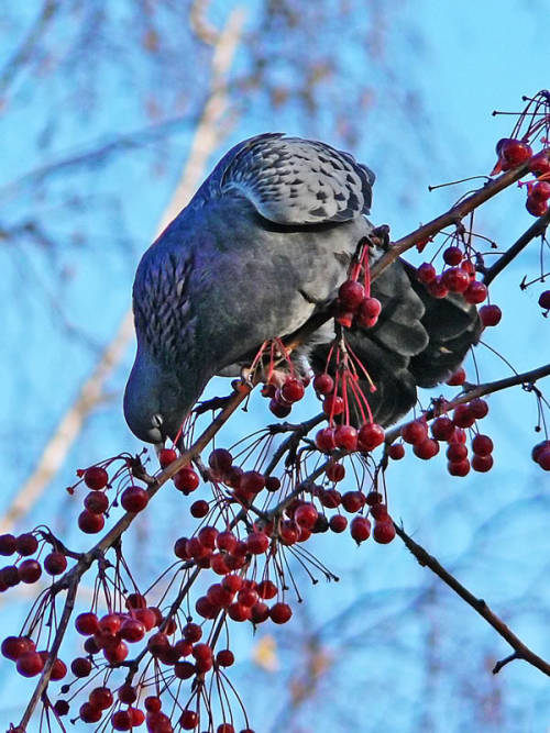 pus-prince:quock-ko:Pigeons and branches.FUCKING LOOK AT THEM