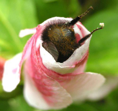 iguanamouth:  cutepetplanet:A bumblebees butt hanging out of a flower this was a