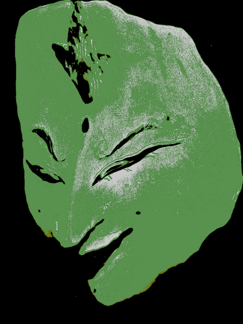 ifnemfrog: eyelids fluttering like butterfliesin a meadow of snowy Queen Anne’s