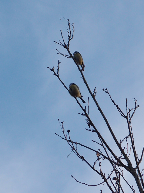 Cyanistes caeruleus — Eurasian blue tit