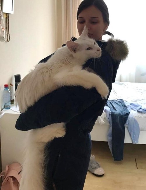 addictedtopunsandpizza: cumbler-tumbler: zooophagous: catsbeaversandducks: Tihon The Giant Cat 