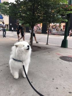 doggosource: *awooo*