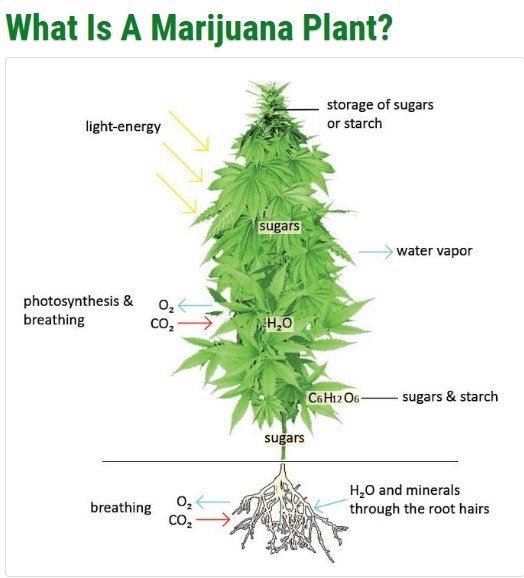 Male marijuana plants flowering