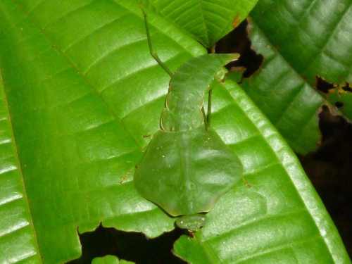 onenicebugperday:Tropical Shield mantis,Choeradodis staliiPhotos 1 and 2 byjasonzhu, photo 3 byfelip