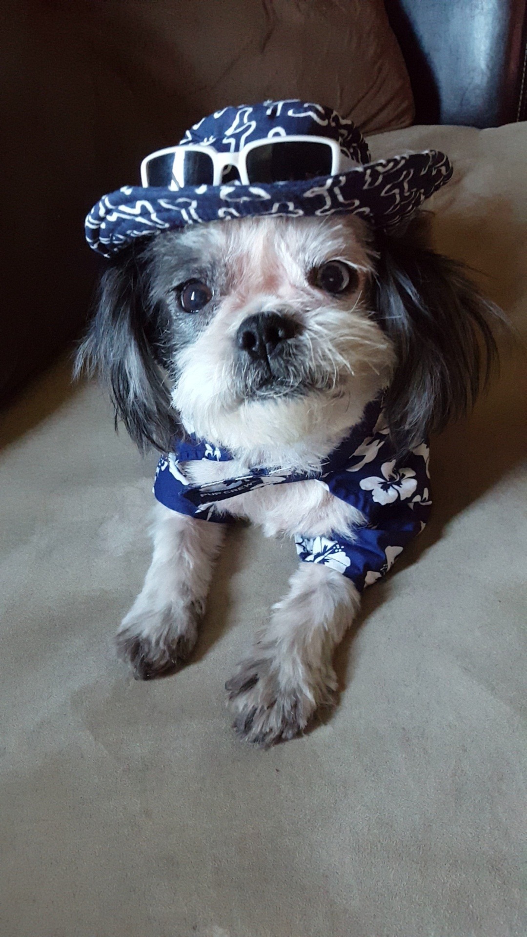 handsomedogs:  My little beach bum (Hachi) is cool for the summer 🤙🌊🌴