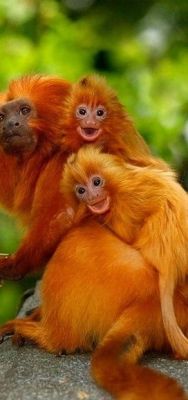 misterlemonzafterlife:  virtualpaperdolls:  ~~ Golden Lion Tamarins ~~ These are the tiniest monkies   https://MisterLemonzAfterlife.tumblr.com/archive