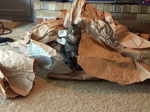 fantasticbeastsandhowtokeepthem:She loves her packing paper pile