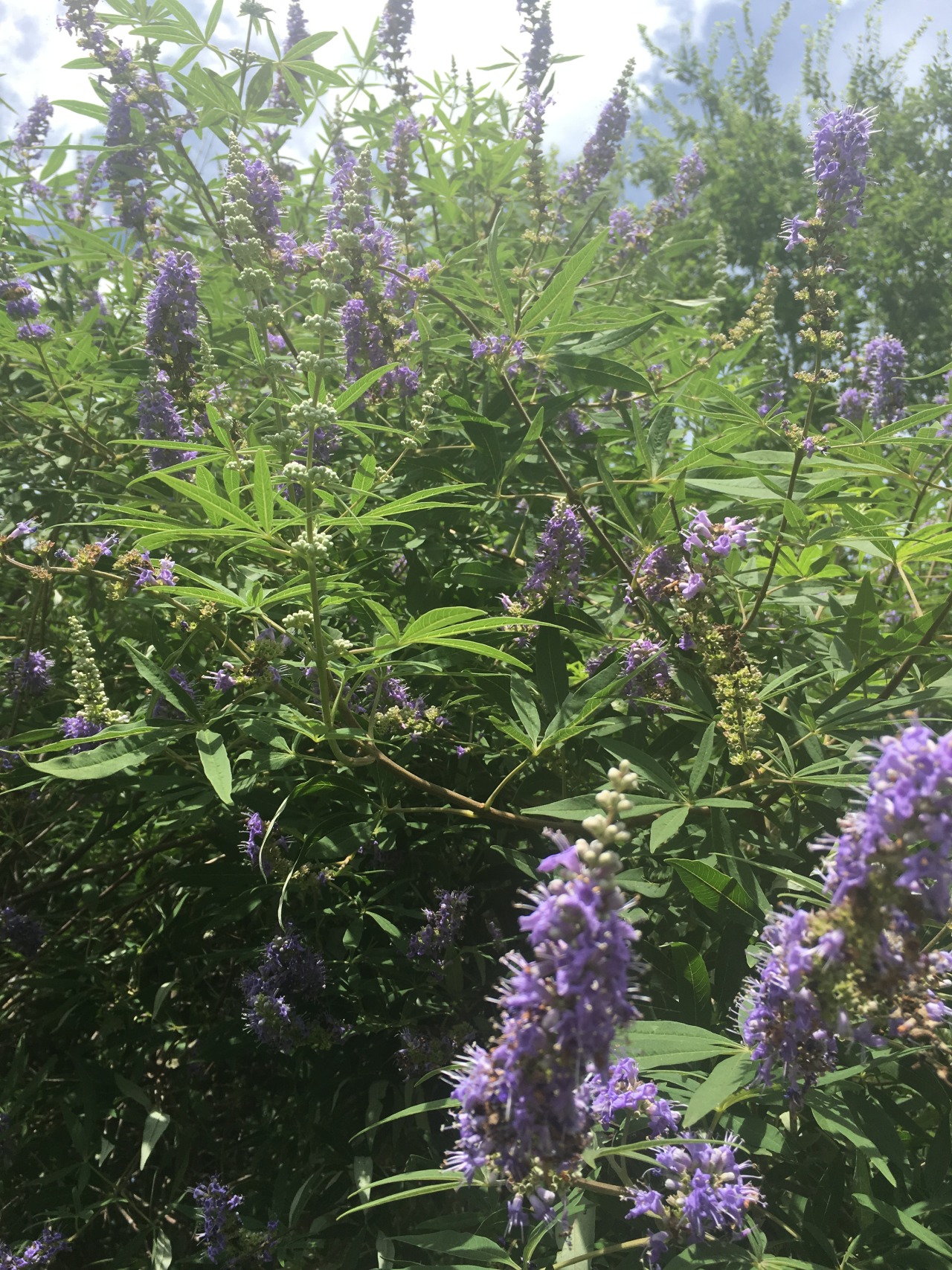 I love how these smell