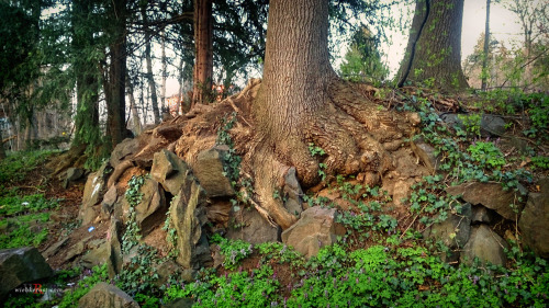 wiebkerost:  Old ash and yew trees in an porn pictures