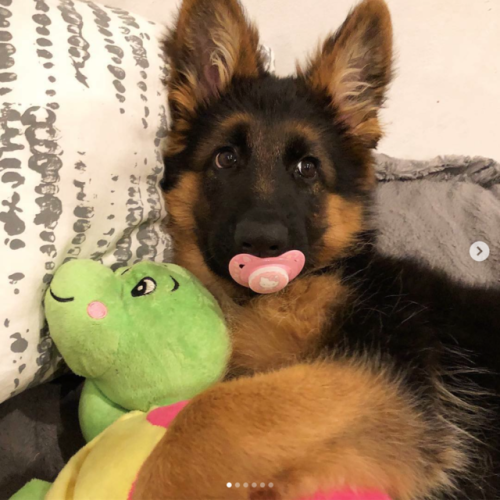 babyanimalgifs:Puppies with their stuffies!