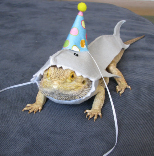 thefashionboutique:Birthday Shark Costume for Bearded Dragons //PamperedBeardies