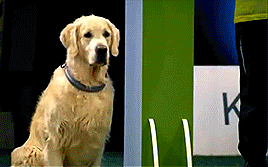 thecutestofthecute:  hannahbowl:  Hilarious Golden Retriever Really Wants To Race But.. First Things First.  This was everything I needed to see today 