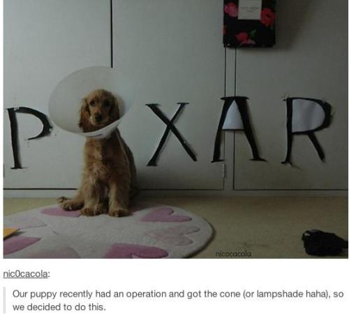 itsstuckyinmyhead:Dog Tumblr PostsWant to see more?Cat Tumblr Posts