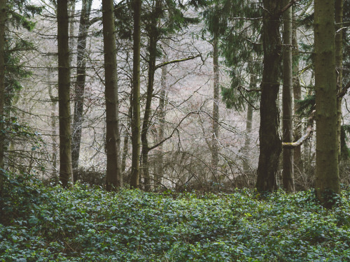 Cowleaze Wood, Chiltern Hills