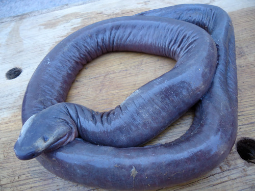 mucholderthen:  IS IT A WORM?  IS IT A SNAKE?  NO – IT’S A CAECILIAN!Caecilians: The Other Amphibians The caecilians (pronounced ‘say-see-lee-un’) are an order (Gymnophiona) of amphibians that superficially resemble earthworms or snakes. They