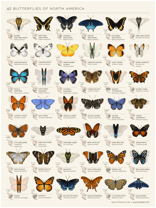 science-junkie: An identification chart of 42 North American butterflies. By artist Eleanor Lutz.&nb