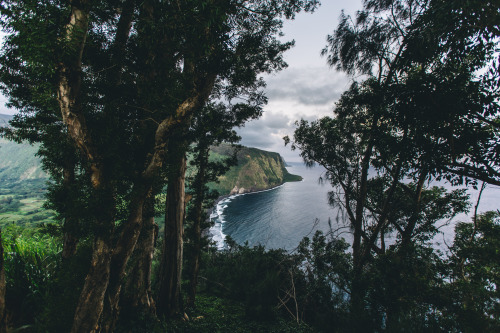 adonisarias:  waipio valley