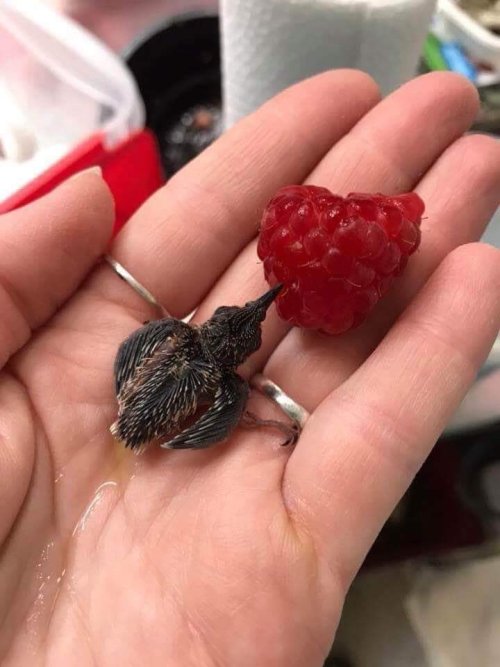 signlesstheredbloodedtroll:  cutepetsuwu: Baby hummingbird drinking the juice from a raspberry   @narwhalsarefalling this is so fucking funny 