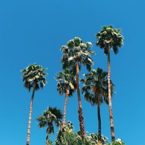 Good morning 🌴 #coachella16 by devinbrugman