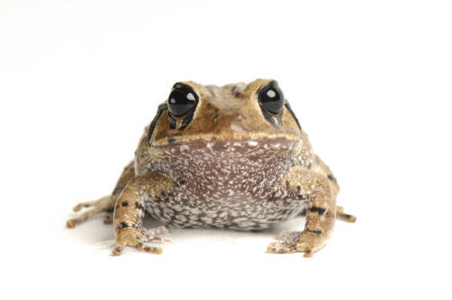 toadschooled:Quite nice, aren’t they? This frog is the big-headed rain frog [Craugastor megacephalus