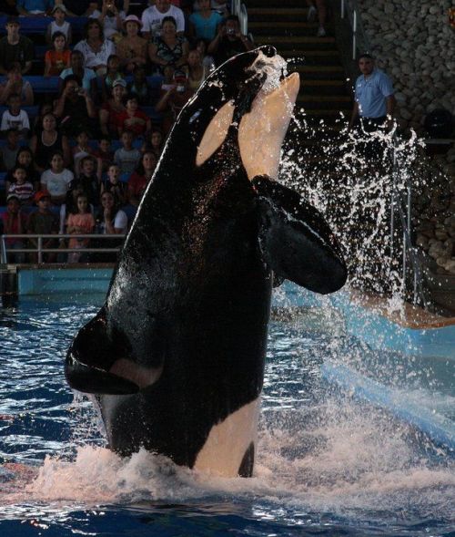 Gender: MalePod: N/APlace of Capture: Born at SeaWorld of TexasDate of Capture: Born February 2, 199