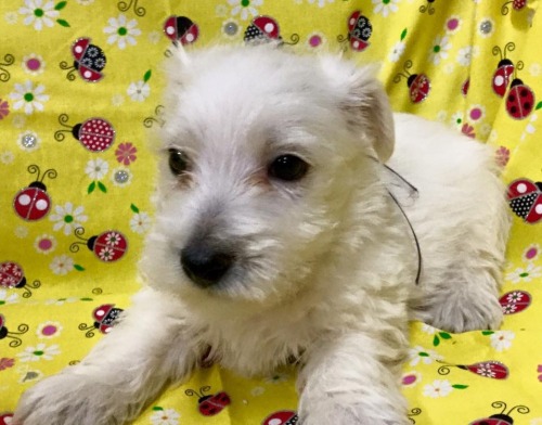 This is the puppy we may be getting on Wednesday. We lost our 15yo Westie a couple of years ago, and