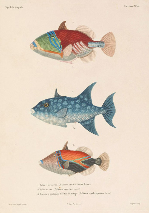 Louis-Isidore Duperrey, Triggerfish, from Travel around the world, executed by order of the kin