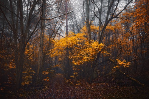 meolog: autumn woodsinstagram