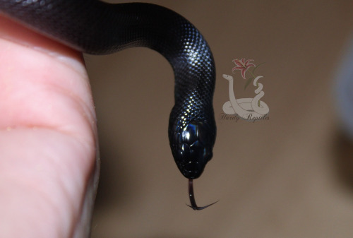 i-m-snek: This is, by far, the darkest baby Cassiopeia and Aurelion have EVER produced in my care. Gorgeous little one 