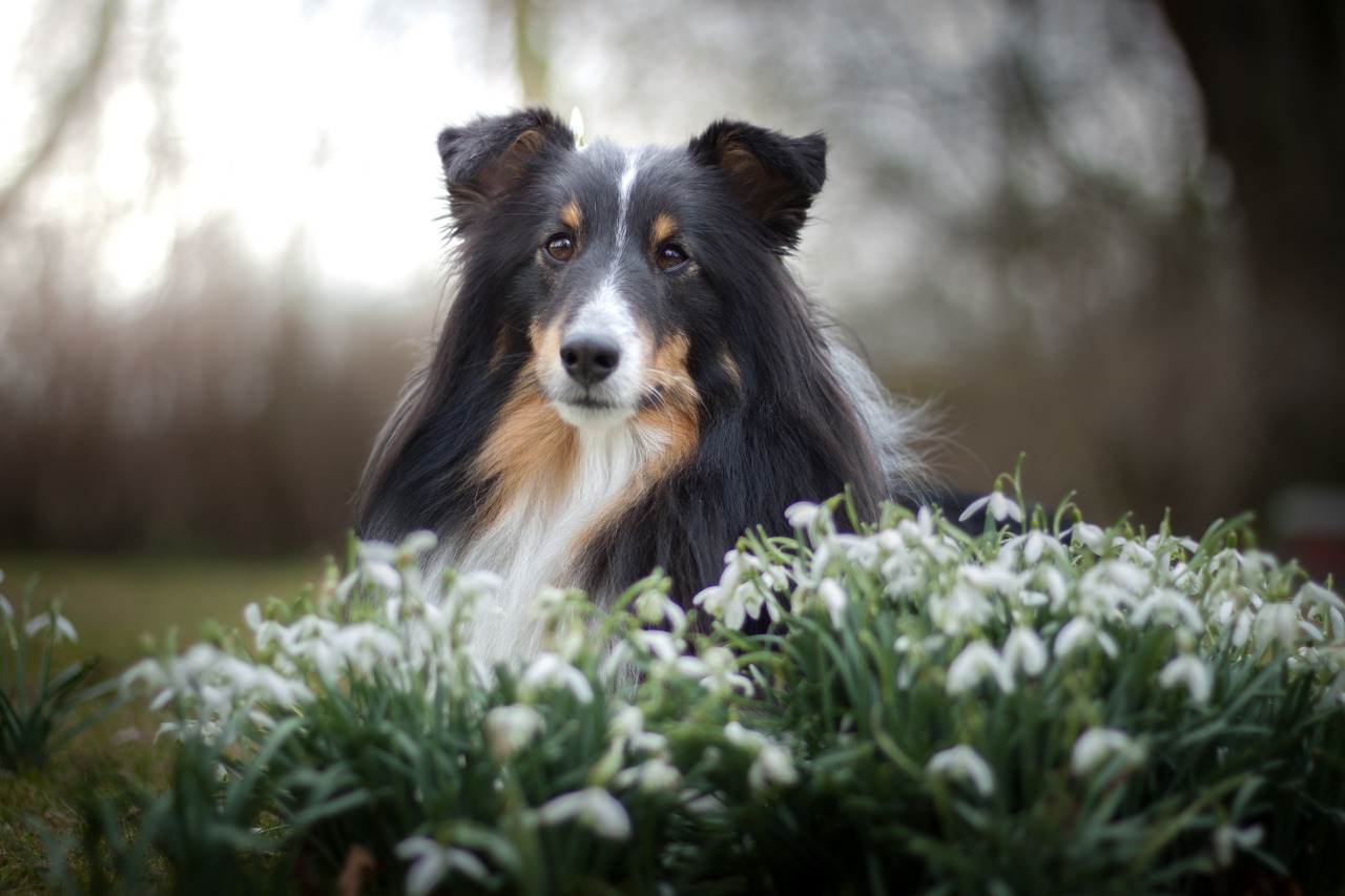 sammythesheltie: Spring is slowly here 🌸.