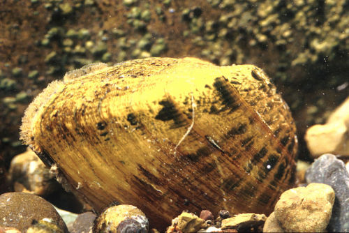 Snuffbox (Epioblasma triquetra)
…an endangered species of freshwater Unionid bivalve which is distributed throughout the Great Lakes and Mississippi Systems in North America, ranging from western New York and southern Ontario, west to Wisconsin,...