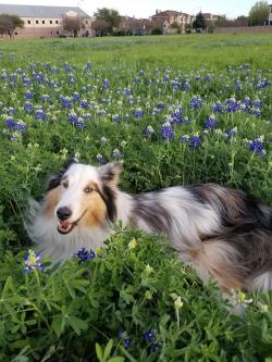 awwww-cute:  My beautiful girl in the most beautiful Texas flowers! (Source: http://ift.tt/2tYSXjk)