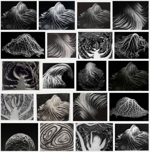 davidsimonton: Edward Weston (1886-1958), Cabbages