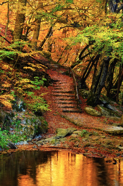 Opticallyaroused:  Twelve Steps To Autumn By Mary Kay 