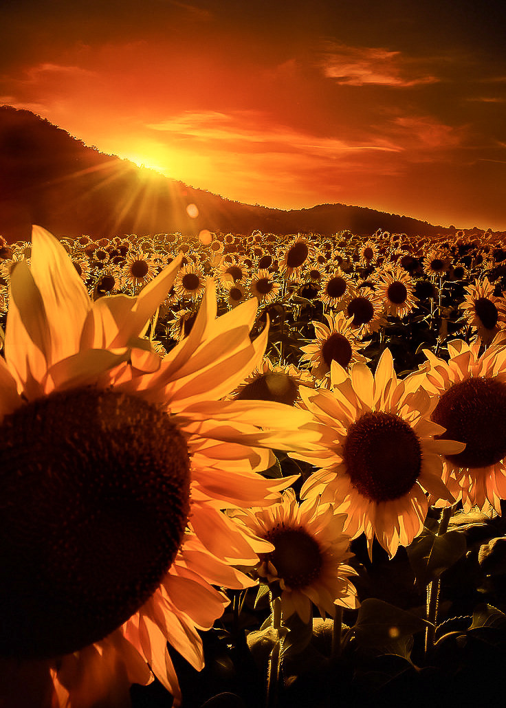 Suncokreti-sunflowers - Page 6 Tumblr_ouxp3582Ib1szm930o2_r1_1280