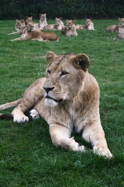 -vvaste:  lion on safari | taken by me 