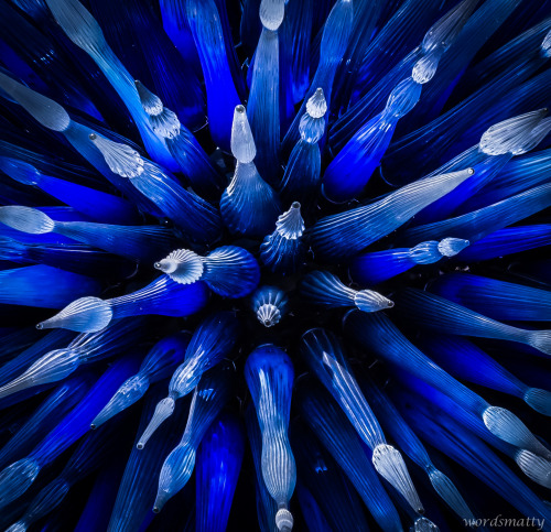 Glass art by Dale Chihuly. Photo by wordsmatty. adult photos