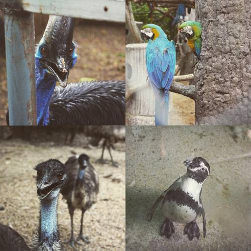 Here we got some birds…some parrots,strausses,penguin and very strange person with blue head 