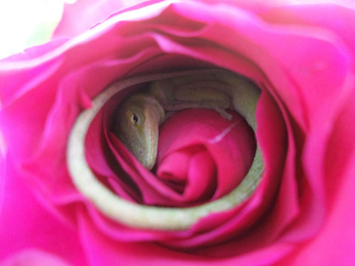 currentsinbiology: Sleeping Lizard Discovered Using A Rose For A Bed 