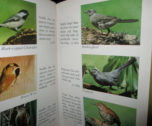 nightsatthelibrary:Allan D. Cruickshank, A Pocket Guide to Birds. Drawings by Don Eckelberry. Photog