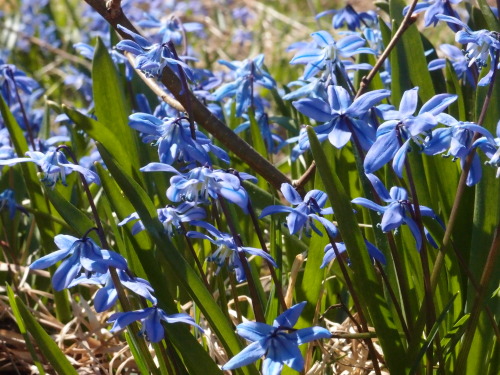 anmkosk:Scilla siberica — Siberian squill a.k.a. wood squill