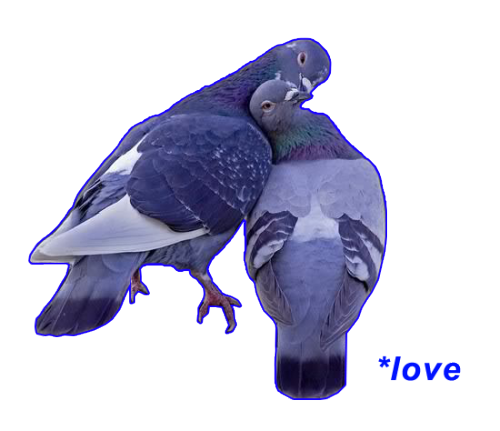 ufilth: i hate pigeons but they know what is love maybe