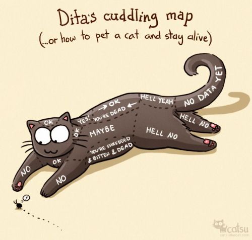 amandaonwriting:  The one about cuddling strategy | Catsu The Cat